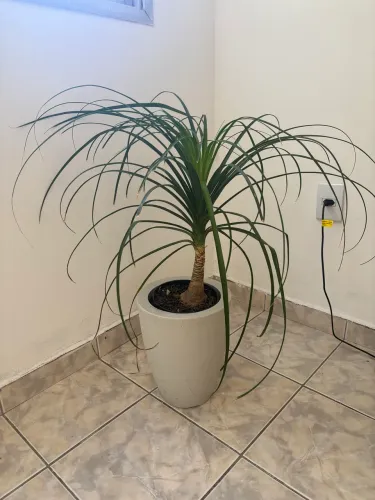 Plantas decorativas e ornamentais