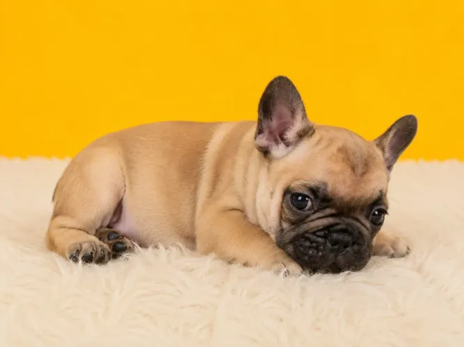 Bulldog francês