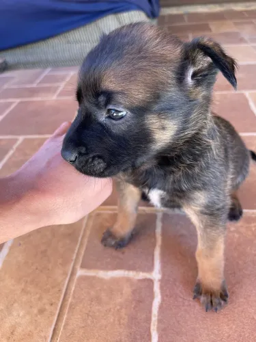 Vendo filhotes de pastor belga Malinois