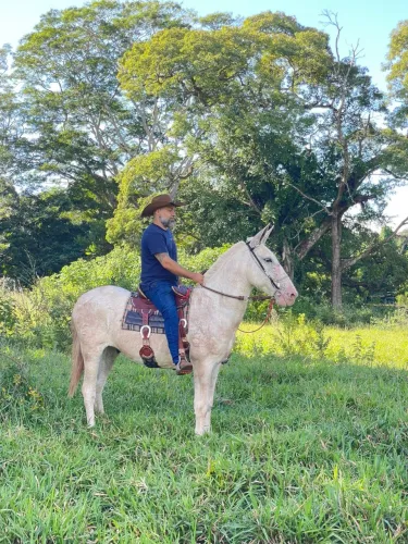 Burro de Patrão 