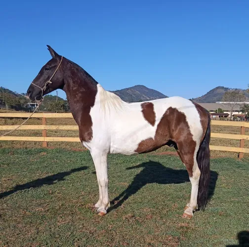 Cavalo marchador