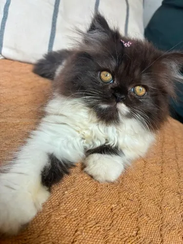 Gato Persa