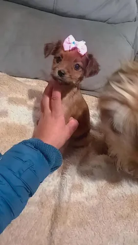 FEMINHA MINI BEM PEQUENA 
