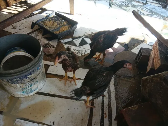 Vende se. Frangas 
