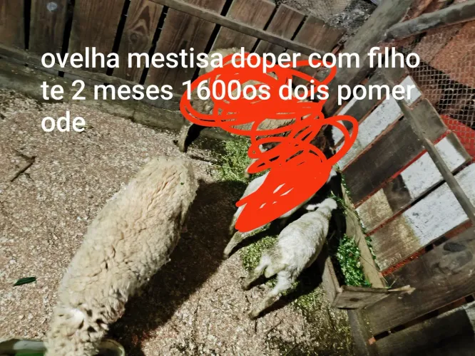 Vendo ovelha com filhote doper