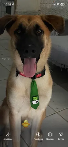 CACHORRO PRA ADOÇÃO