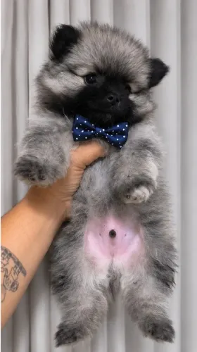 Lulu da Pomerânia de luxo