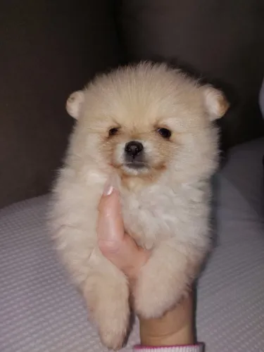 Spitz alemão fêmea
