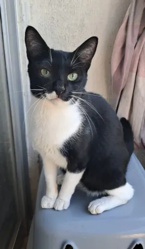 Gatinho lindo para adoção.