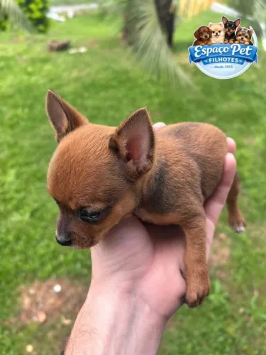 Pinscher bolso fêmeas e macho