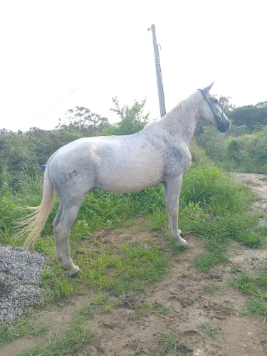 Vende-se e troca-se egua manga larga natural de marcha picada andando muito