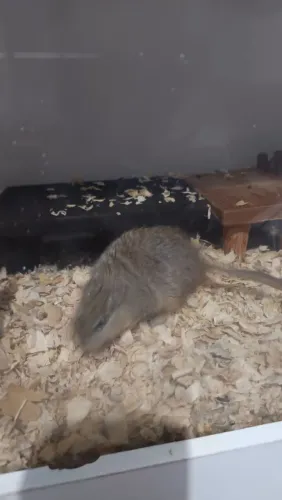 03 fêmeas Gerbil