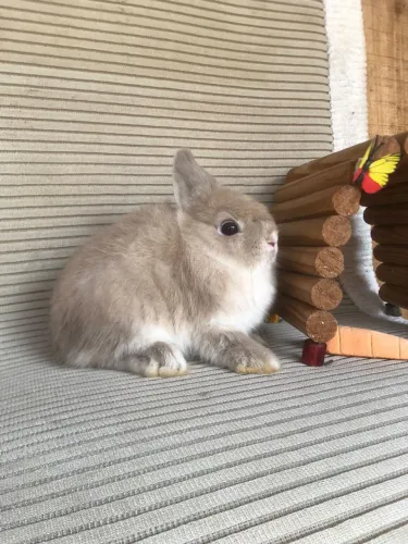 Dia das crianças com a melhor companhia - coelho anão netherland dwarf