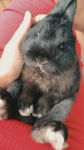 Mini coelho 6 meses 