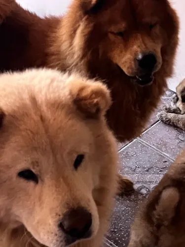 Disponível filhote chow chow