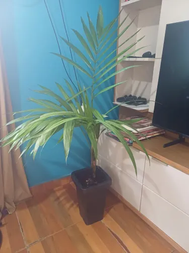 Acaizeiro plantas em vaso de plástico