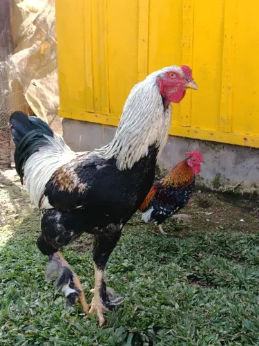 Vendo frango novo começou a cantar agora ele é Brama com índio
