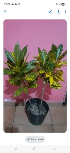 Vendo uma planta crotom