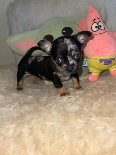 Chihuahua macho pelo curto