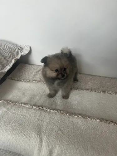 LULU DA POMERANIA/SPITZ ALEMÃO COM PEDIGREE 
