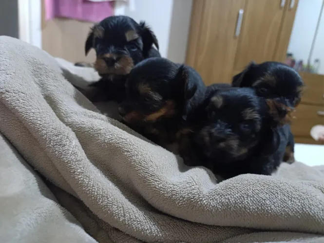 Yorkshire ideal para quem gosta de cães pequenos