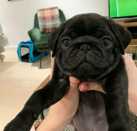 Filhote pug, A amizade mais leal do mundo começa aqui!