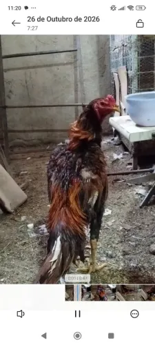 Galo e galinha o shamo