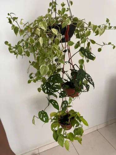 Filodendro Limão + Costela de Eva + Peperomia C/ Vaso Plantas Fáceis 