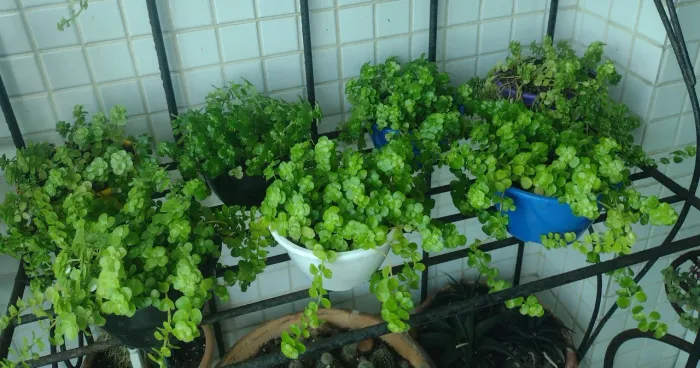 Planta: Mudas Lágrimas de Bebê