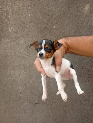Pinscher Zero pronto para novo lar