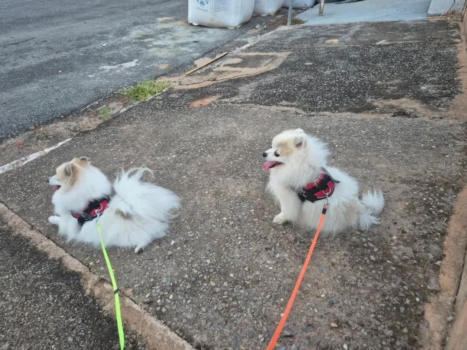 Animais