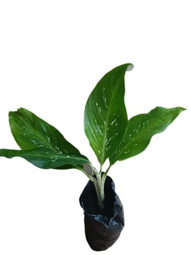 Muda de comigo ninguem pode 40cm (Maricá)