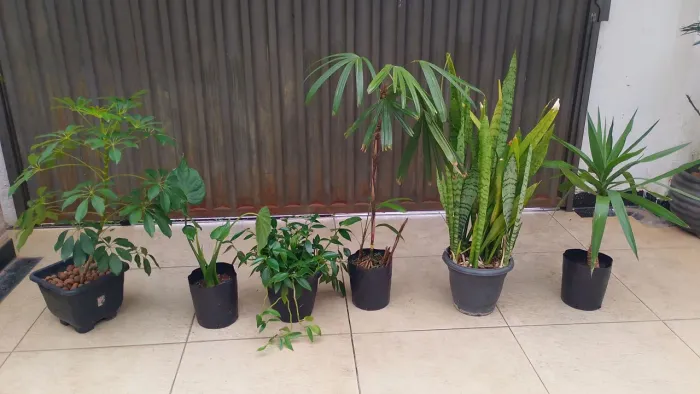 Desapego de combo de plantas