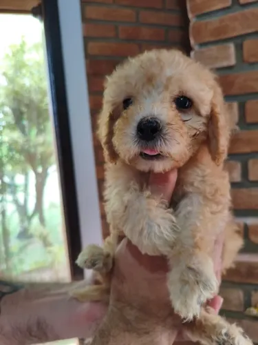 Filhotes de Poodle - Disponíveis com Acompanhamento e Suporte Garantidos