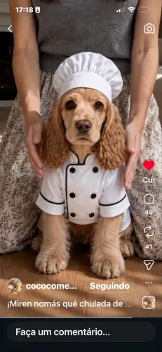 Coker spaniel verdadeiros ursinhos com 3 dias vida