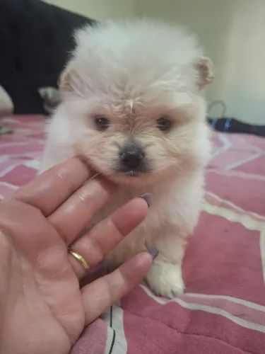 Lulu da pomerania anao macho