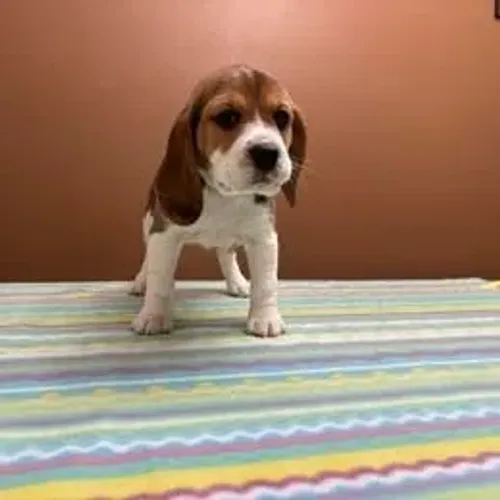 Beagle,Beagle Filhote Estrutura Perfeita Disponível