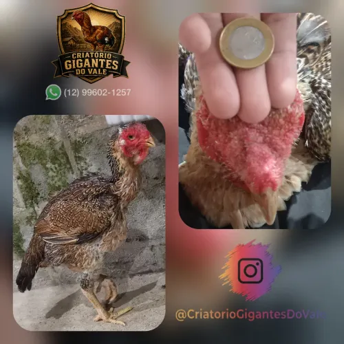 Galinha índio gigante matriz