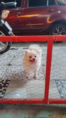 Splitz alemã macho anão