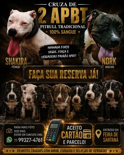 Pitbull tradicional sangue puro
