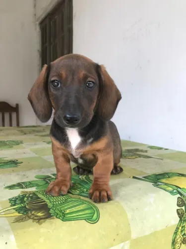 Salsichinha