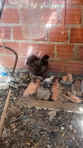 VENDE-SE GALO, GALINHAS E PINTINHOS SEDOSOS JAPONÊS