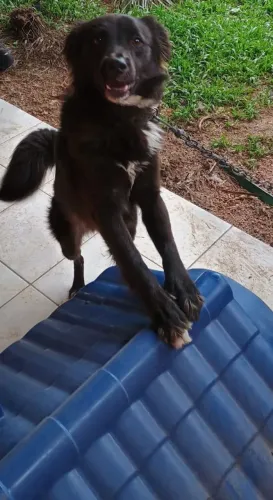 Doa se cachorro 