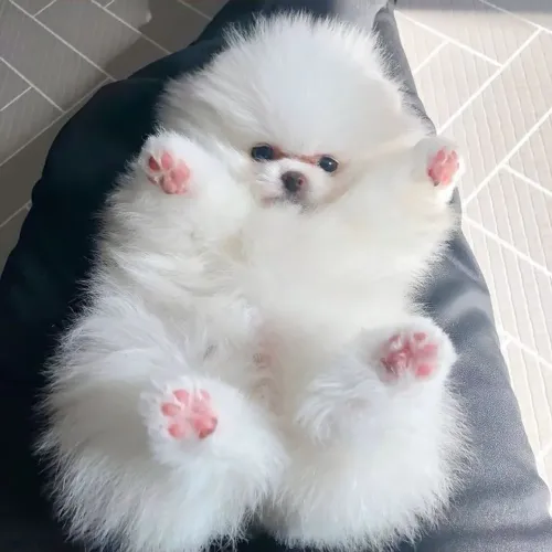 Spitz Alemão lindo demais