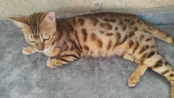 Bengal gato antialérgico