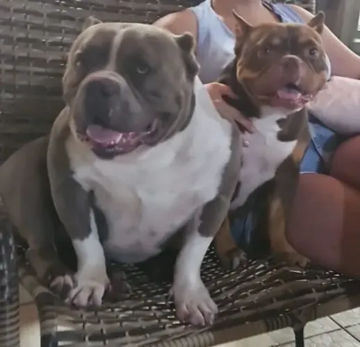 Vende se filhotes de American Bully 