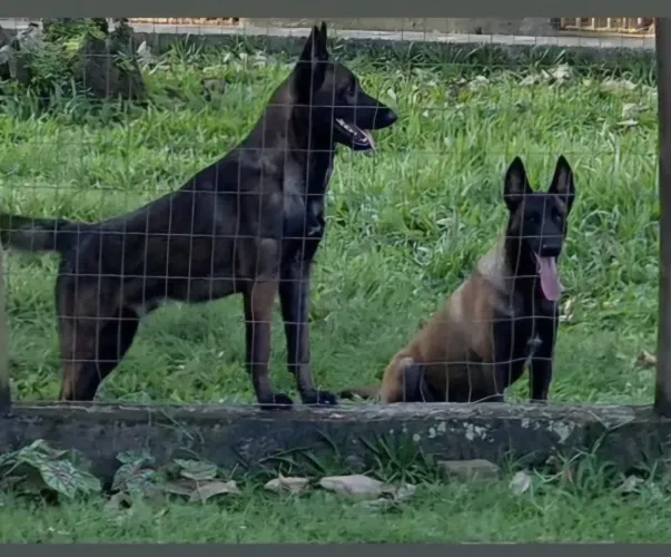 Lindos filhotes de Pastor Belga Malinois 