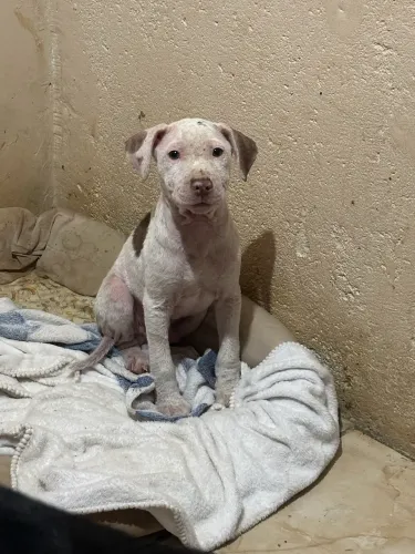 Filhote pit bul