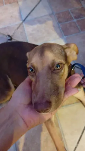Cadela filhote para adoção 