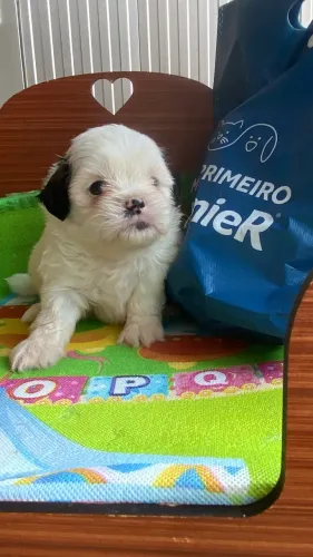 Shih tzu menino 